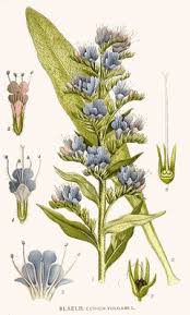 Attēlu rezultāti vaicājumam “Echium vulgare flower”