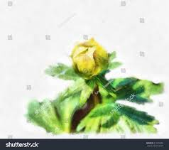 Attēlu rezultāti vaicājumam “Trollius europaeus bud”