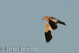 Image result for Vanellus gregarius