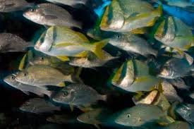 Image result for Haemulon album