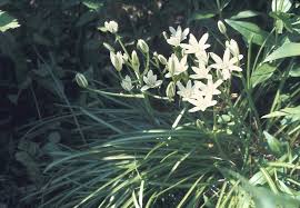 Attēlu rezultāti vaicājumam “Ornithogalum umbellatum flower”