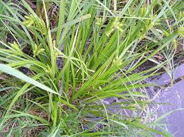 Attēlu rezultāti vaicājumam “Carex pseudocyperus”