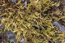 Attēlu rezultāti vaicājumam “Brachythecium salebrosum sporophyte”