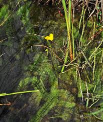 Attēlu rezultāti vaicājumam “Utricularia intermedia bud”