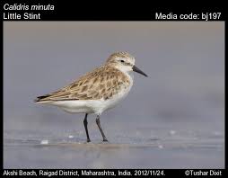 Attēlu rezultāti vaicājumam “Calidris minuta”