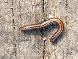 Attēlu rezultāti vaicājumam “Ommatoiulus sabulosus”