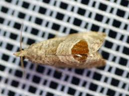 Attēlu rezultāti vaicājumam “Notocelia uddmanniana”