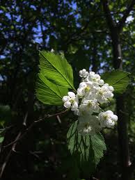 Attēlu rezultāti vaicājumam “Crataegus macracantha flower”