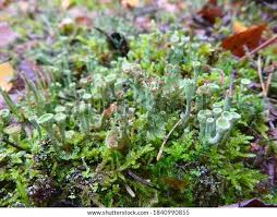 Attēlu rezultāti vaicājumam “Cladonia coniocraea”