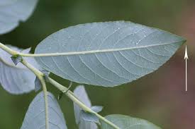Attēlu rezultāti vaicājumam “Salix myrsinifolia leaf”