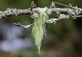 Attēlu rezultāti vaicājumam “Usnea subfloridana”
