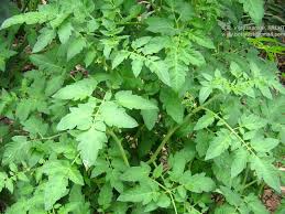 Attēlu rezultāti vaicājumam “Lycopersicon esculentum leaf”