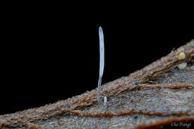 Attēlu rezultāti vaicājumam “Typhula setipes”