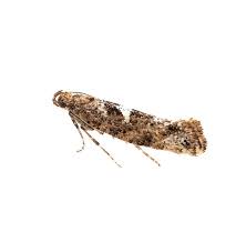 Attēlu rezultāti vaicājumam “Acrolepiopsis assectella”