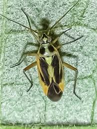 Attēlu rezultāti vaicājumam “Stenotus binotatus”