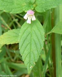 Attēlu rezultāti vaicājumam “Galeopsis bifida leaf”