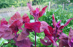 Image result for Atriplex hortensis