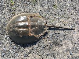 Image result for Limulus polyphemus