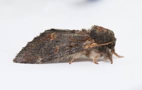 Attēlu rezultāti vaicājumam “Notodonta dromedarius”