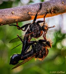 Attēlu rezultāti vaicājumam “Asilidae”