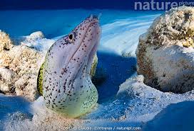 Image result for Gymnothorax moringa