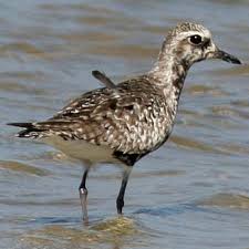 Attēlu rezultāti vaicājumam “Pluvialis squatarola”