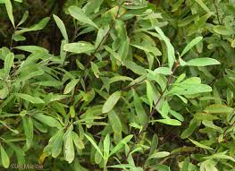 Attēlu rezultāti vaicājumam “Myrica gale leaf”