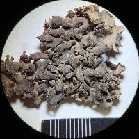 Attēlu rezultāti vaicājumam “Dermatocarpon luridum”