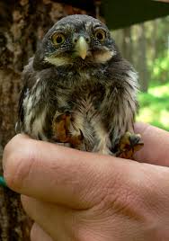 Attēlu rezultāti vaicājumam “Glaucidium passerinum”
