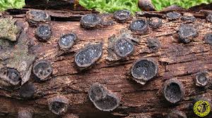 Attēlu rezultāti vaicājumam “Biscogniauxia marginata”