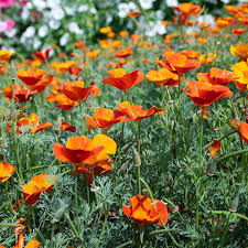 Attēlu rezultāti vaicājumam “Eschscholzia californica flower”