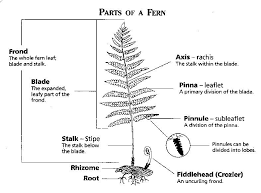 Attēlu rezultāti vaicājumam “Pteropsida”