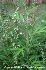 Image result for Artemisia vulgaris