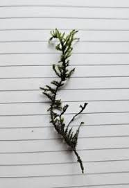 Attēlu rezultāti vaicājumam “Hygroamblystegium tenax”