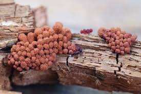 Attēlu rezultāti vaicājumam “Arcyria major macro”