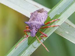Attēlu rezultāti vaicājumam “Picromerus bidens”