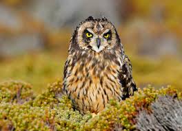 Attēlu rezultāti vaicājumam “Asio flammeus”