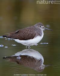 Attēlu rezultāti vaicājumam “Tringa ochropus”