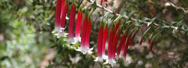 Attēlu rezultāti vaicājumam “Ericaceae”