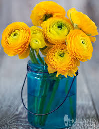 Attēlu rezultāti vaicājumam “Ranunculus elatior flower”