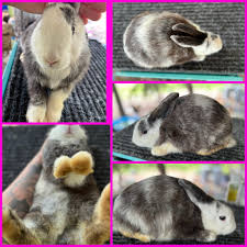 Image result for Harlequin Gc