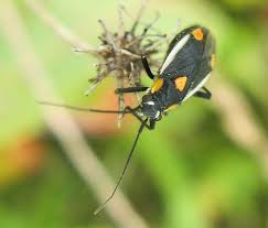 Attēlu rezultāti vaicājumam “Grypocoris sexguttatus imago”