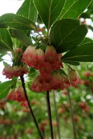 Attēlu rezultāti vaicājumam “Enkianthus campanulatus”
