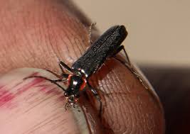 Attēlu rezultāti vaicājumam “Cantharis obscura”