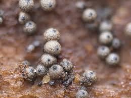 Attēlu rezultāti vaicājumam “Licea minima macro”