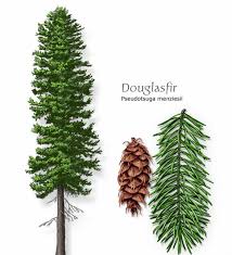 Attēlu rezultāti vaicājumam “Pseudotsuga menziesii”