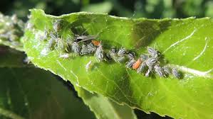 Attēlu rezultāti vaicājumam “Aphis farinosa”