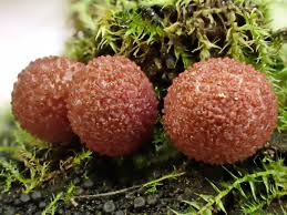 Attēlu rezultāti vaicājumam “Lycogala leopardinum sessile”