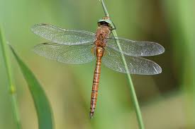 Attēlu rezultāti vaicājumam “Aeshna isoceles”