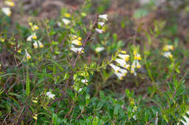 Attēlu rezultāti vaicājumam “Melampyrum pratense”